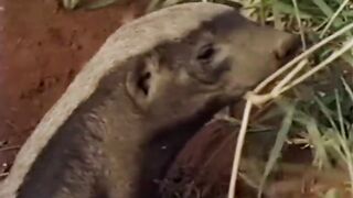 Nature life...animals