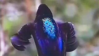 animal video#Afridi#03