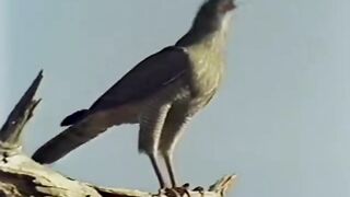 Nature life...animals