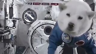 Gravity experiments on controlling some animals. تجارب الجاذبيه على التحكم في بعض الحيوانات.