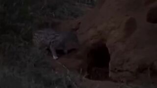 Nature life...animals