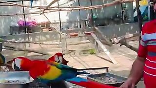 Macaw Breeding Farm in Pakistan Zubair Anwer #shorts #freefly #birdsaviary.