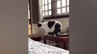 Funniest Animals  ???????? New Funny Cats and Dogs Videos ????