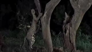 Nature life...animals