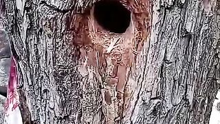 Beautiful bird hidden in a nest.
