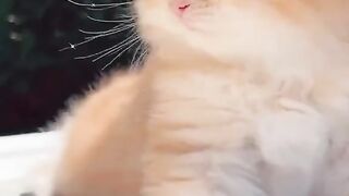 Cute cat