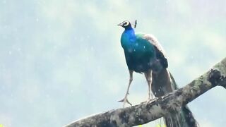 Peacock enjoying rain with nature