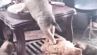Funny Animal Videos Of The Day ! ????????