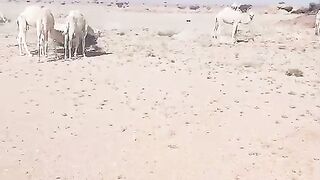 Saudi Arab video viral #viral