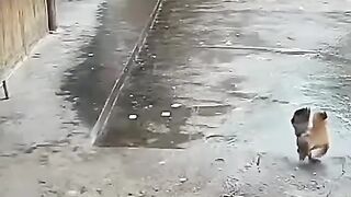 Hen mother save the baby from karow