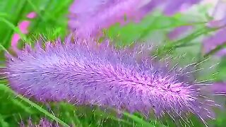 Natural video