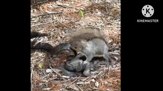 Squirrels and snakes