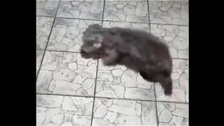 الحيوانات اصابها الجنون !! تدور حول نفسها؟؟  The animals are going crazy!! Spin around??