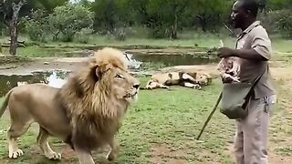 Man feeding the lion