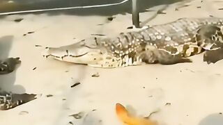 Omg crocodile