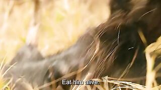 World wild life