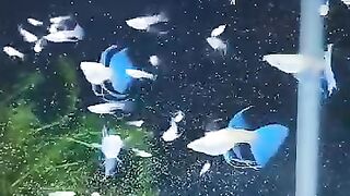 Guppy