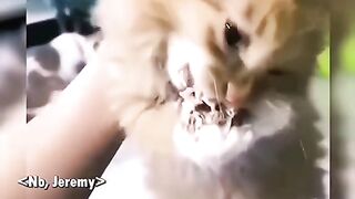 Funny Top Best Animal Moments
