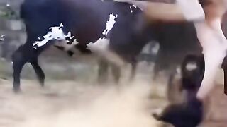 Cow vs dog fight scene