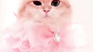 Cat walk
