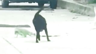 Itni bardi chhipkali Toba toba