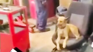 Kutta to ur gia funny video ????????????????
