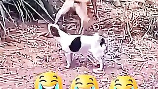 Power of kutttti funny ???????????? video