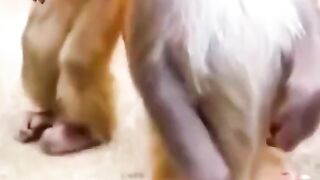 monkey riding a bike