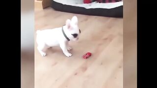 Charming Critters: Hilarious Animal Antics Caught on Camera