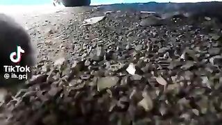 Cat chasing another cat POV.