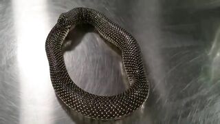 Using hand sanitizer to get a King Snake to stop eating itself.
