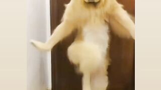 Funny moment of peat |dance of dog