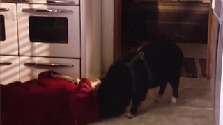 Hero animals that saved human lives bestt moment of