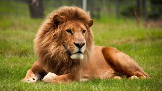 Relaxing Animal Encounters Watch These Majestic Creatures Set to Soothing Music!