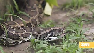 Pythons decimate Florida’s wildlife, is eating them the answer?
