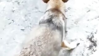 The funny dog videos # top trending videos