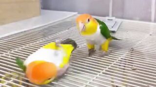 Parrots are playing.
