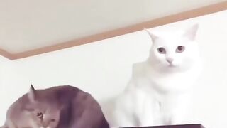 Funny video