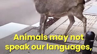 Animals talk