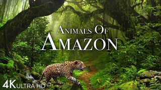 Animals of Amazon 4K - Animals That  The Jungle Home | Amazon Rainforest | Scenic Relaxation Film