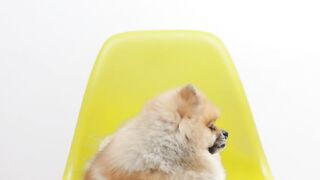 DOG CUTE 1