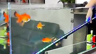 Aquarium hobby