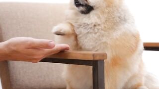 DOG CUTE 2