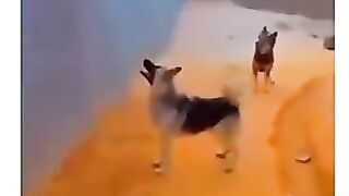 Ye seen bhe kaml ke hye