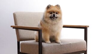DOG CUTE 3
