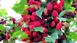 Do u know what the fruits name,,,?