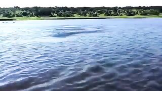 Hippo chasing a guy on his jet ski