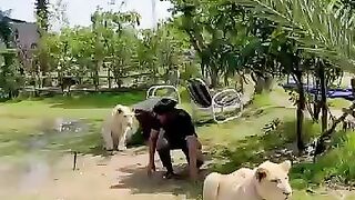 Lion fun