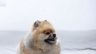 DOG CUTE 4