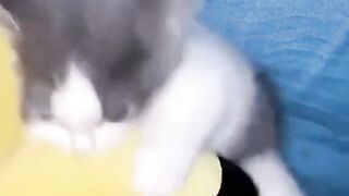 funycat